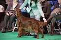 Crufts2011 016